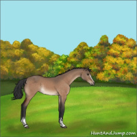 Horse Color:White Spotted Brown Dun Rabicano 