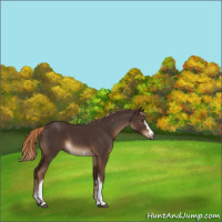 Horse Color:White Spotted Liver Chestnut 