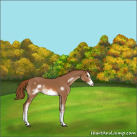 Horse Color:White Spotted Chestnut Splash Frame 