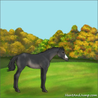 Horse Color:Black Rabicano 