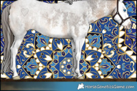 Horse Color:Buckskin Roan Sabino Splash 