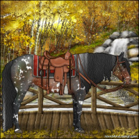 Horse Color:White Spotted Brown Appaloosa 