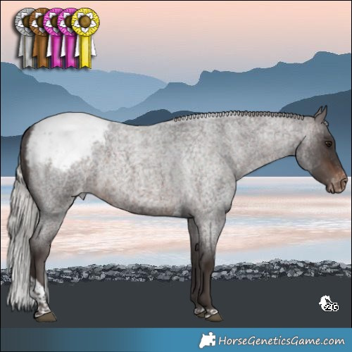 Horse Color:Silver Brown Roan Tobiano Appaloosa 