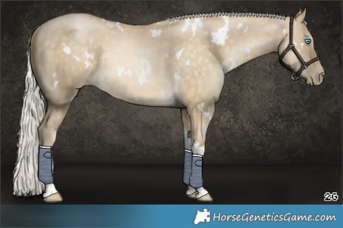 Horse Color:White Spotted Silver Buckskin Pearl Dun Tobiano Rabicano 