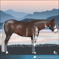 Horse Color:White Spotted Silver Bay Rabicano 