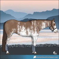 Horse Color:White Spotted Liver Red Dun Rabicano 