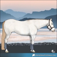 Horse Color:White Spotted Perlino Roan Dun Rabicano 