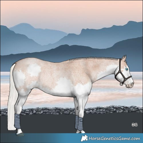 Horse Color:White Spotted Silver Brown Roan Pearl Splash Rabicano 
