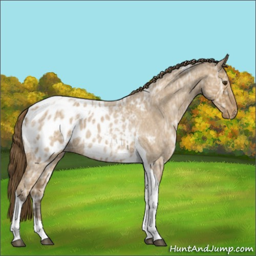 Horse Color:Buckskin Ice Roan Tobiano Appaloosa 