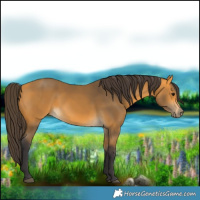 Horse Color:Buckskin 
