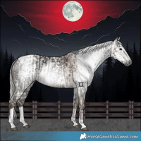 Horse Color:Gray Silver Black Tobiano and Gray Amber Champagne Tobiano