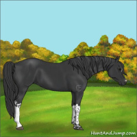 Horse Color:Black and Black