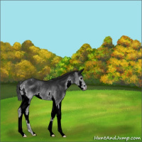 Horse Color:Gray Black Splash Appaloosa Rabicano