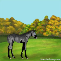 Horse Color:Gray Black Splash Rabicano