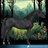 Horse Color:Black 