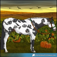 Horse Color:Brown Tobiano Frame 