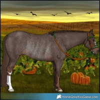 Horse Color:Liver Red Roan Rabicano