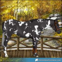 Horse Color:White Spotted Smoky Black