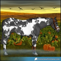 Horse Color:Black Tobiano Frame