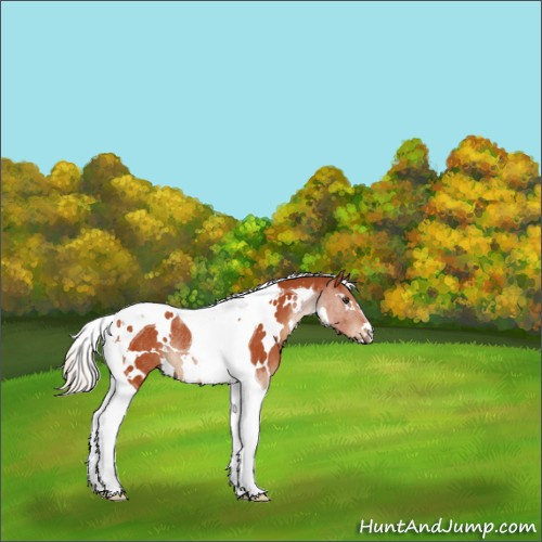 Horse Color:White Spotted Silver Brown Tobiano Rabicano 