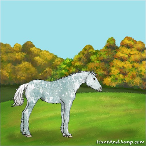Horse Color:Watercolor White Spotted Silver Black Ice Sabino Rabicano 