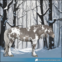 Horse Color:White Spotted Silver Black Sabino Rabicano 