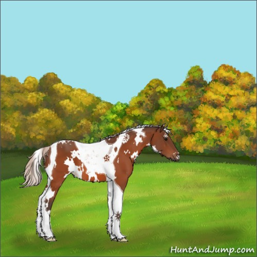 Horse Color:White Spotted Silver Bay Tobiano 