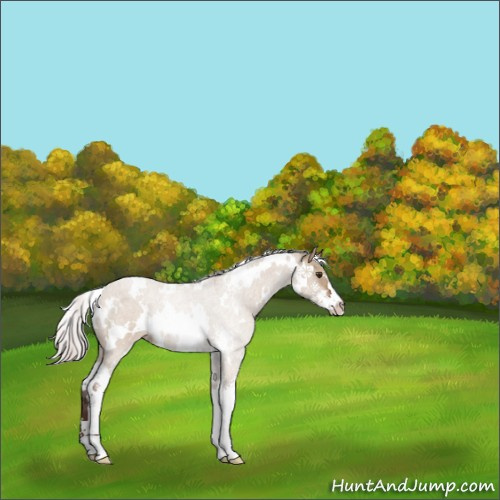 Horse Color:White Spotted Silver Brown Dun Sabino 
