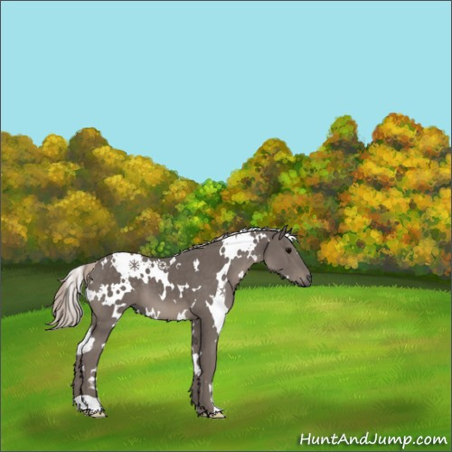 Horse Color:White Spotted Silver Black 