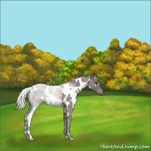 Horse Color:White Spotted Silver Blue Roan 