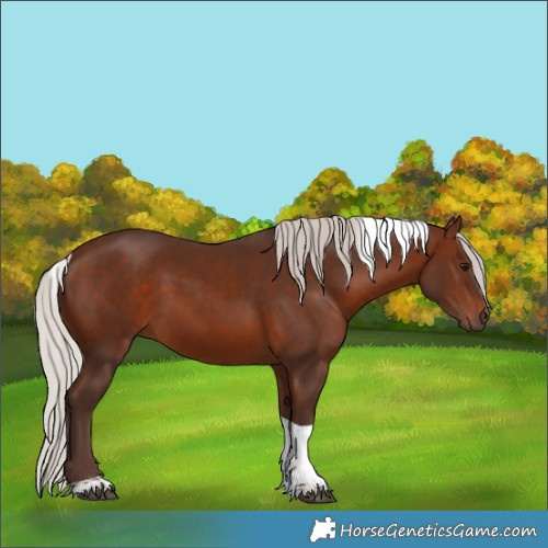 Horse Color:Silver Brown Tobiano 