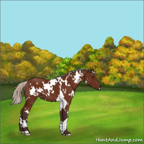 Horse Color:White Spotted Silver Brown 