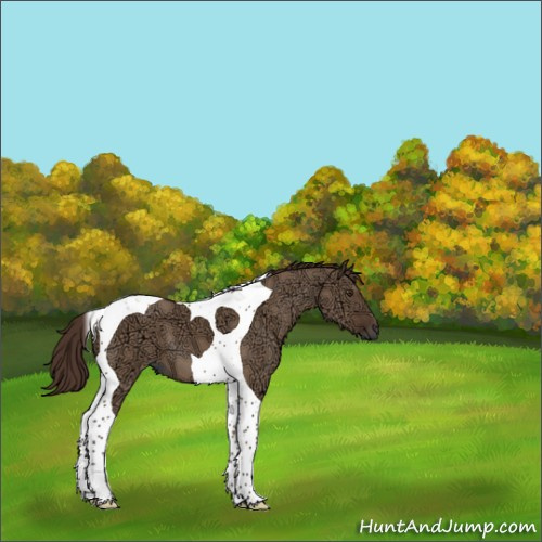 Horse Color:Liver Red Dun Ice Tobiano 