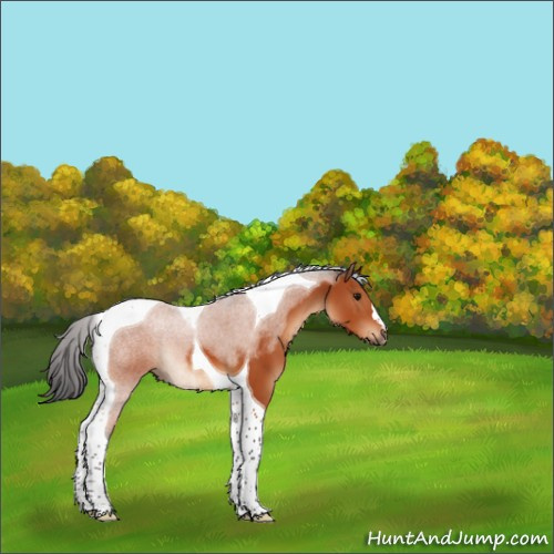 Horse Color:Bay Tobiano 