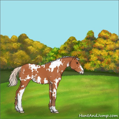 Horse Color:White Spotted Silver Bay Sabino 