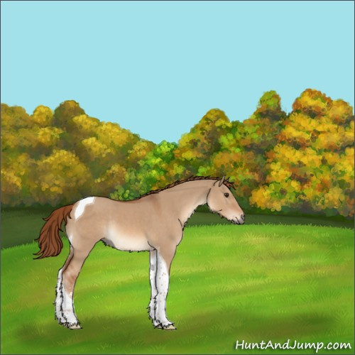 Horse Color:Red Dun Sabino Tobiano Rabicano 