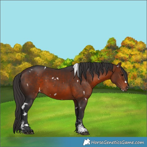 Horse Color:White Spotted Bay Sabino 