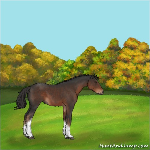 Horse Color:Liver Chestnut Tobiano 