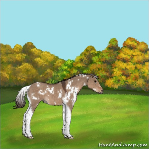 Horse Color:White Spotted Liver Red Dun Tobiano 