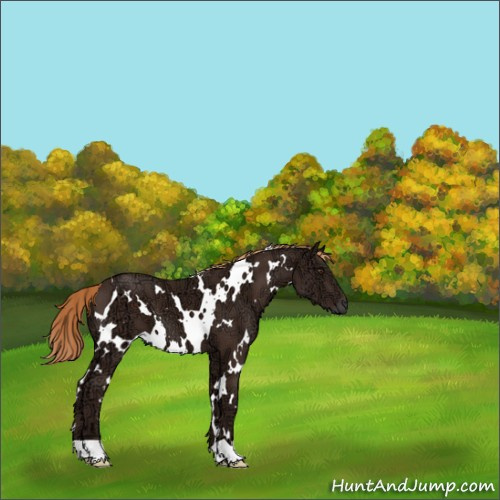 Horse Color:White Spotted Liver Chestnut Ice 