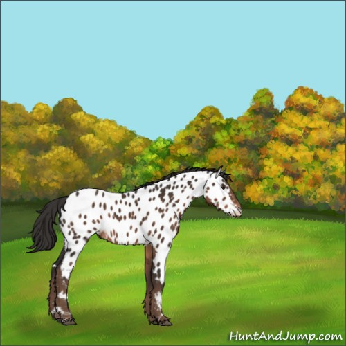 Horse Color:White Spotted Liver Chestnut Appaloosa 