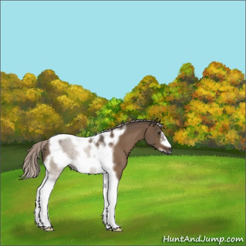 Horse Color:Gray Silver Bay Dun Mushroom Tobiano Frame 