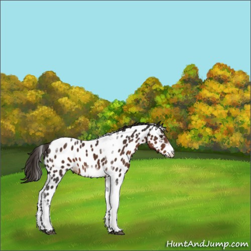Horse Color:Liver Chestnut Tobiano Frame Appaloosa 