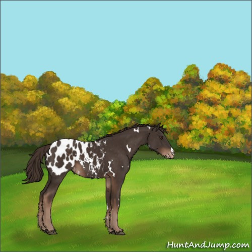 Horse Color:White Spotted Liver Chestnut Appaloosa Rabicano 