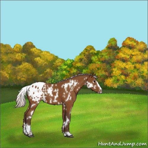 Horse Color:White Spotted Silver Buckskin Sabino Appaloosa 