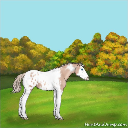 Horse Color:Gold Champagne Mushroom Splash Tobiano Appaloosa 