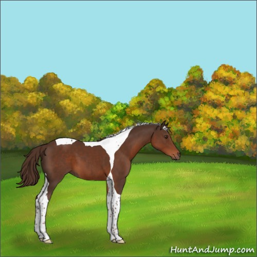 Horse Color:Liver Chestnut Sabino Tobiano 