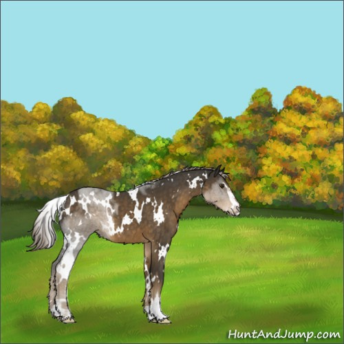 Horse Color:White Spotted Chocolate Palomino Sabino 