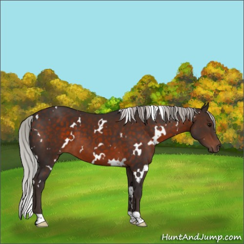 Horse Color:White Spotted Silver Brown 