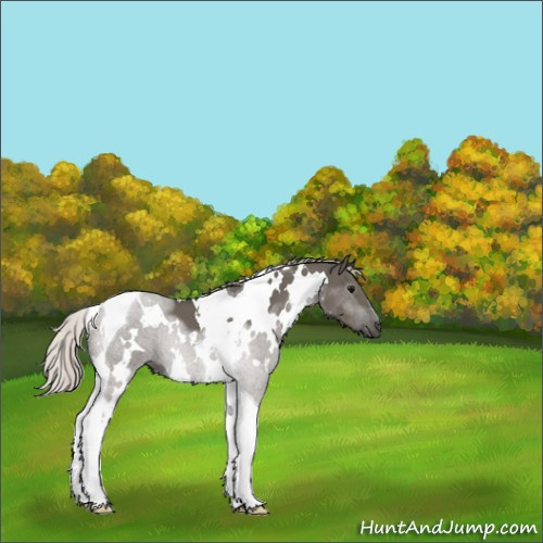 Horse Color:Gray White Spotted Silver Grullo Tobiano 